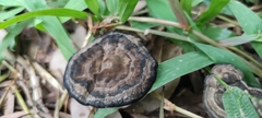 Sanguinoderma rugosum