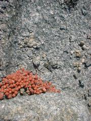 Crassula barklyi