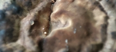 Sanguinoderma rugosum