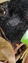 Sanguinoderma rugosum