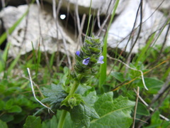 Salvia verbenaca