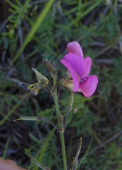 Tephrosia capensis capensis