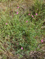 Tephrosia capensis capensis