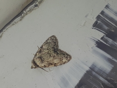 Meganola strigula