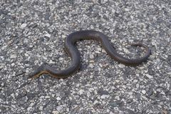 Liodytes rigida sinicola