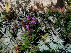 Muraltia knysnaensis