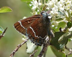 Callophrys spinetorum
