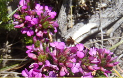 Muraltia knysnaensis