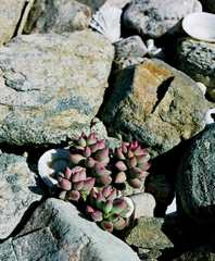 Cotyledon papillaris