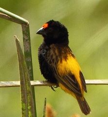 Euplectes diadematus