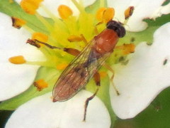 Sphegina
