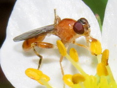 Sphegina