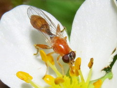 Sphegina