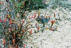 Vanzijlia annulata