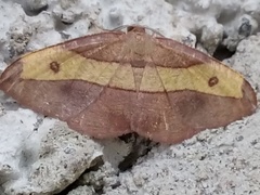 Hypochrosis hyadaria