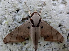 Ambulyx substrigilis