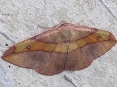 Hypochrosis hyadaria
