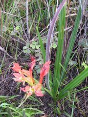 Babiana ringens australis