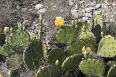 Opuntia dulcis