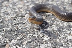 Liodytes rigida sinicola