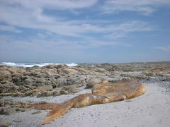 Balaenoptera musculus brevicauda