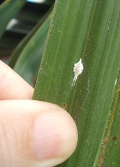 Laminicoccus flandersi