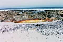 Balaenoptera musculus brevicauda