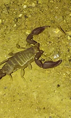 Catalinia andreas