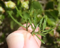 Psoralea vanberkelae