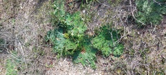 Arctopus echinatus