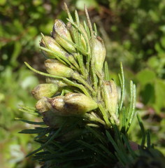 Psoralea vanberkelae