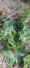 Arctopus echinatus