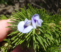 Psoralea vanberkelae
