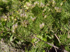 Psoralea vanberkelae