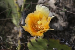 Opuntia dulcis