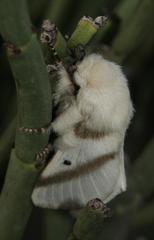 Bombycomorpha bifascia