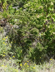 Psoralea vanberkelae