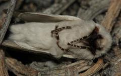 Bombycomorpha bifascia