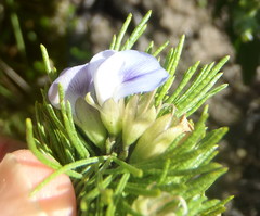 Psoralea vanberkelae