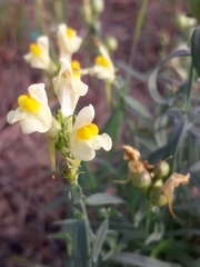 Linaria acutiloba