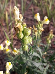 Linaria acutiloba