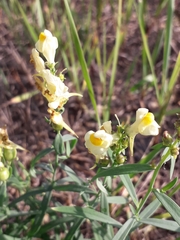 Linaria acutiloba