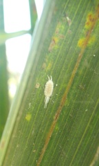 Laminicoccus flandersi