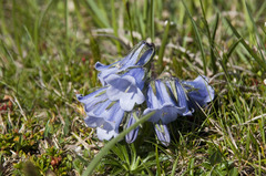 Campanula alpina