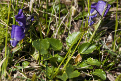Viola alpina