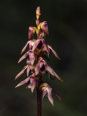 Genoplesium woollsii