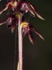 Genoplesium woollsii