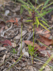 Genoplesium woollsii