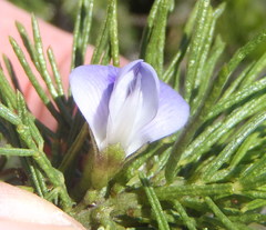 Psoralea vanberkelae