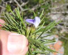 Psoralea vanberkelae